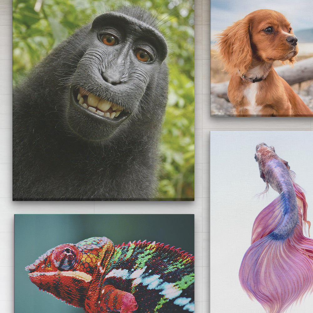 Cuadros de Animales