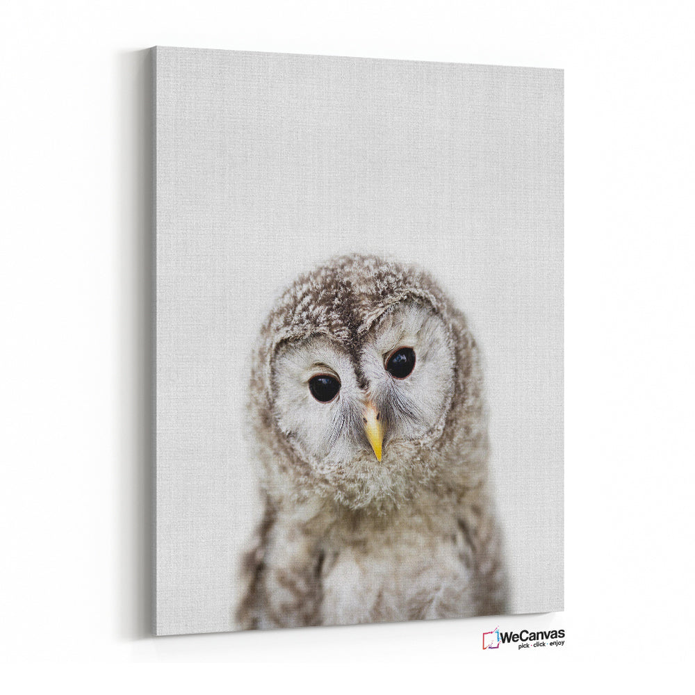 Baby Owl