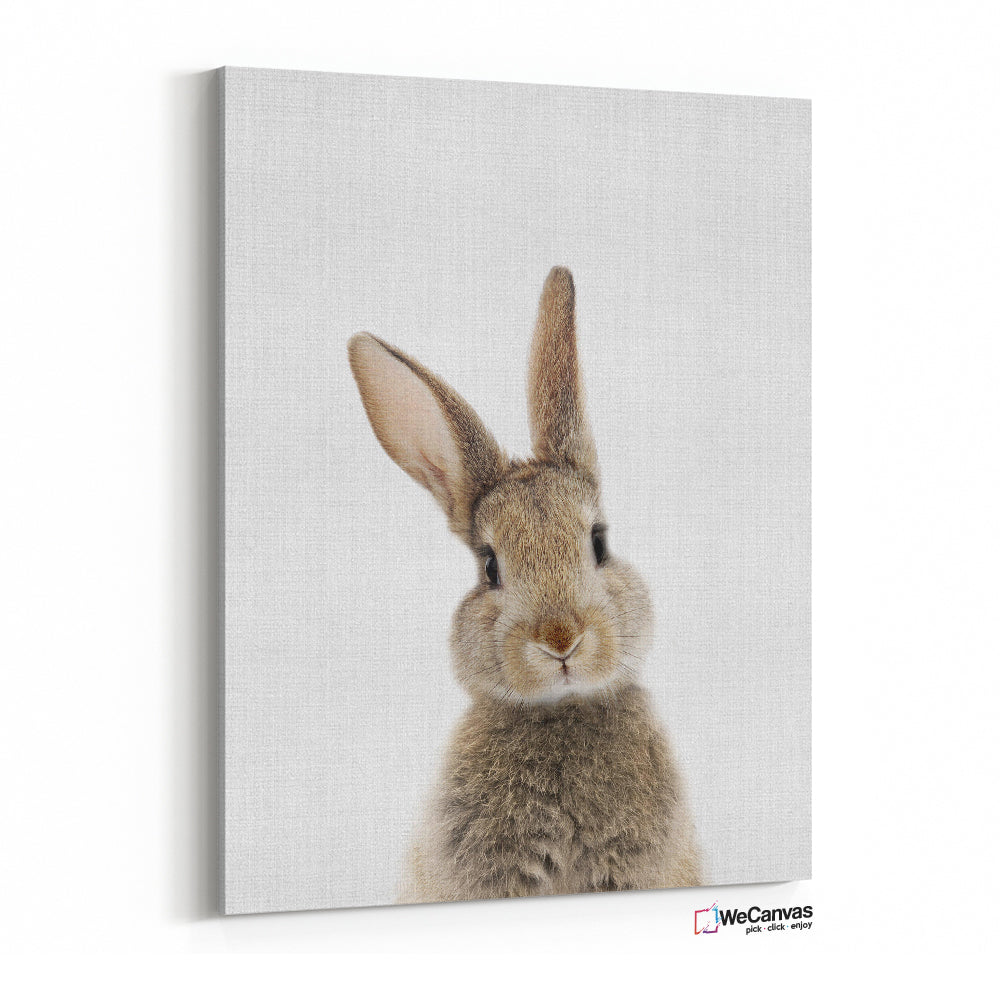 Baby Rabbit