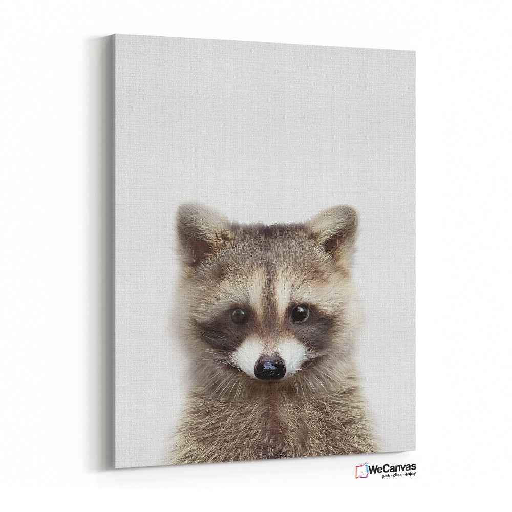 Baby Racoon
