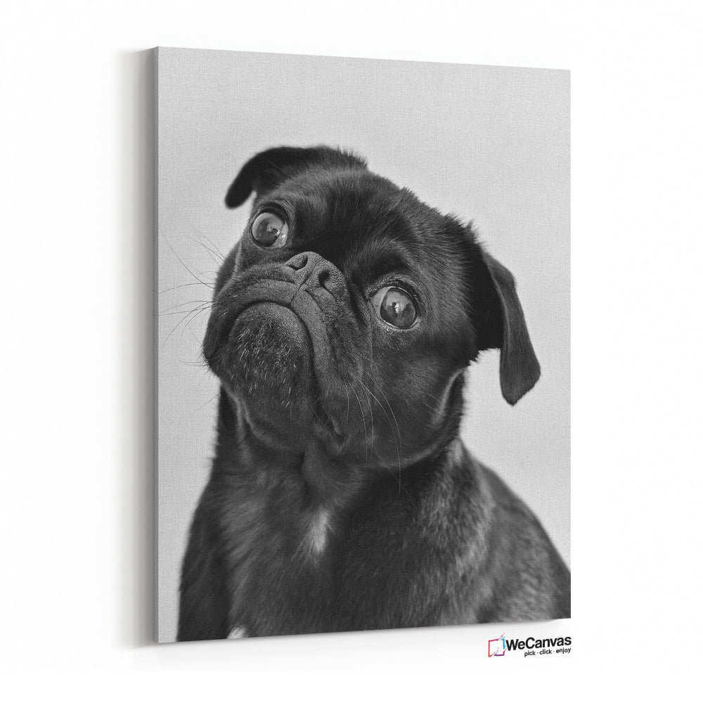 Black Pug