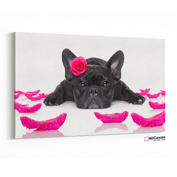 Bulldog Frances con rosa