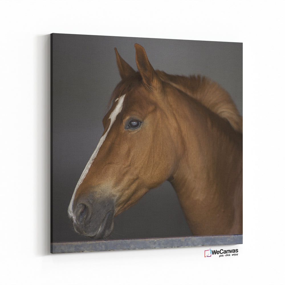 Caballo Close up