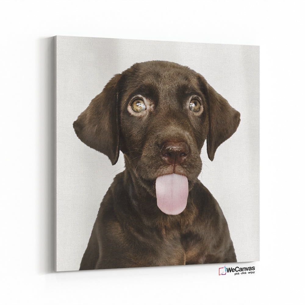 Cachorro con lengua afuera