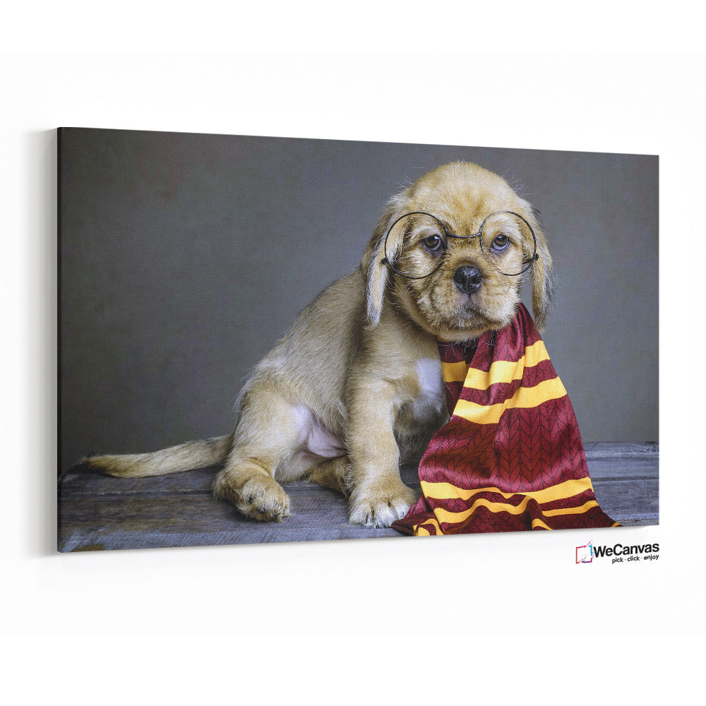 Dog Potter