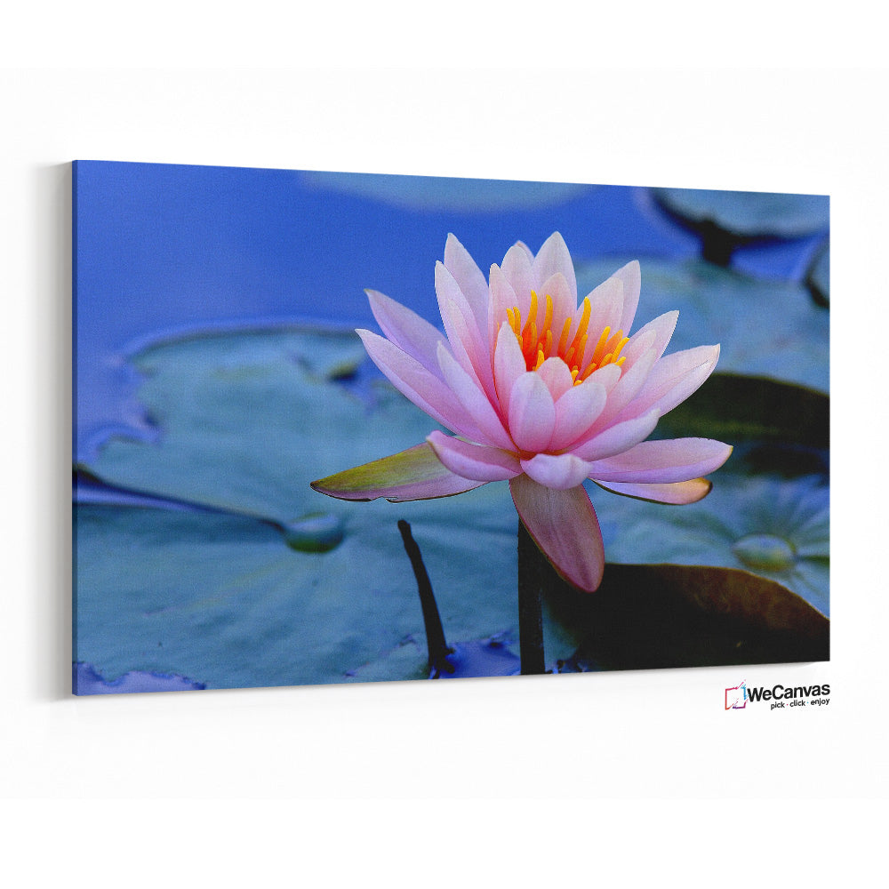 Flor de loto en lago