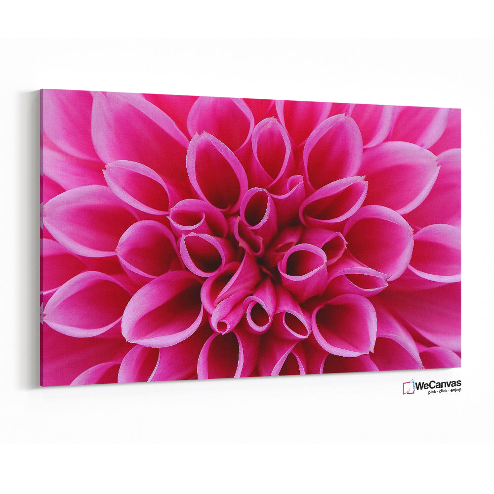 Flower pink
