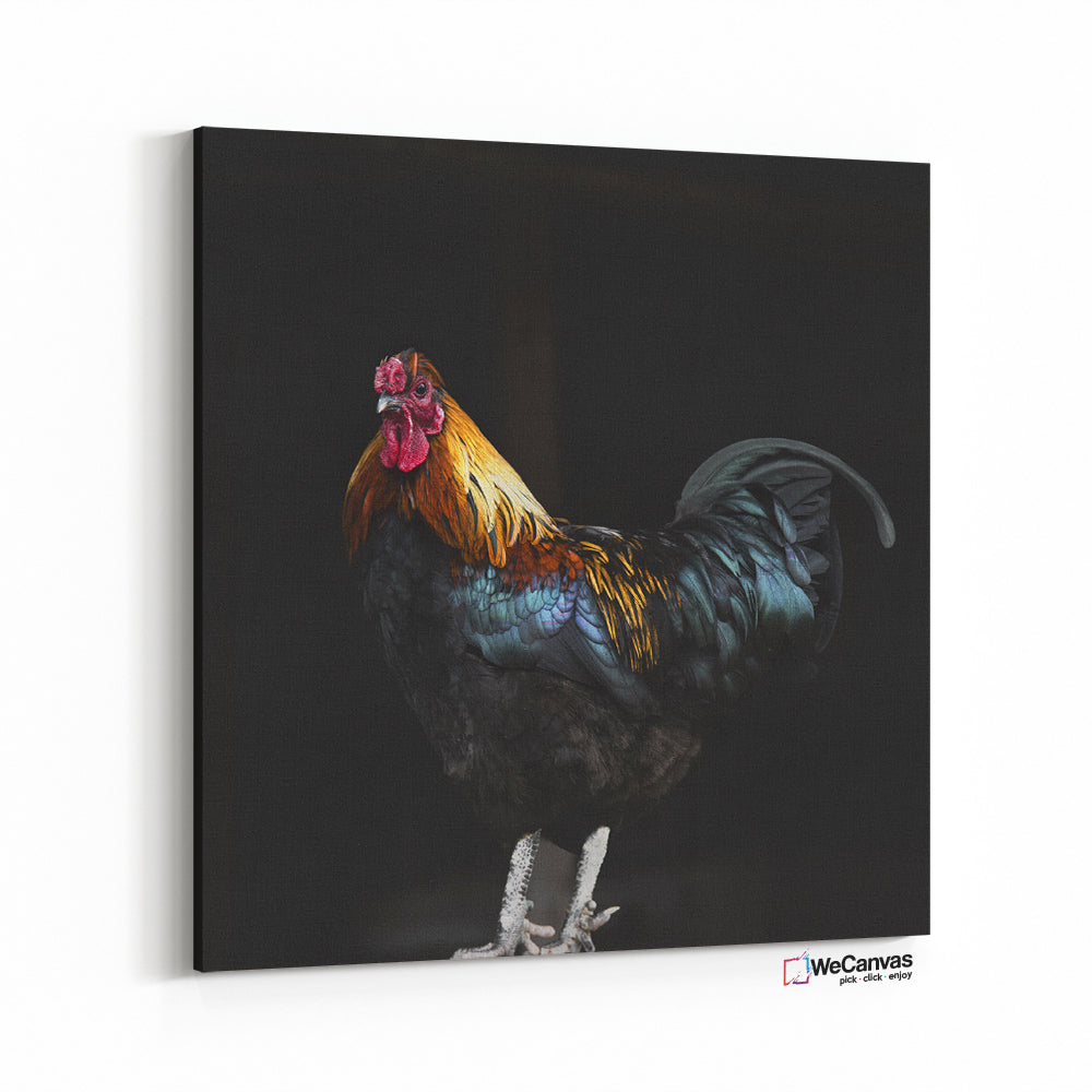 Gallo