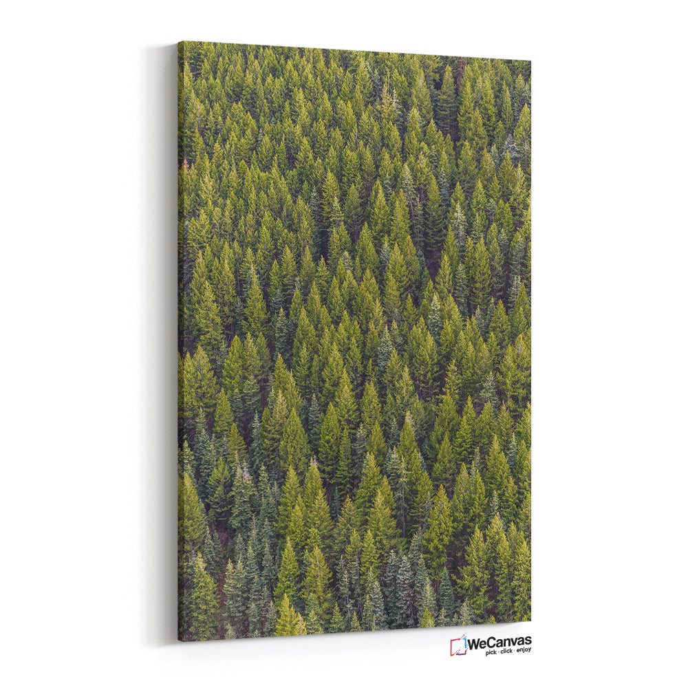 Green forest