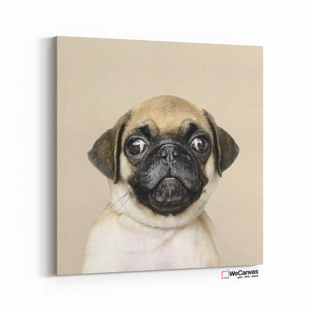 Hello Pug