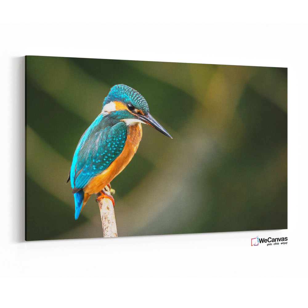 Kingfisher