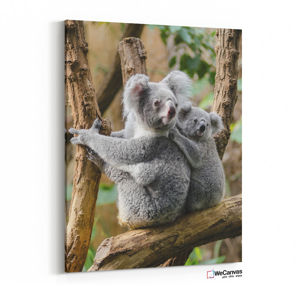 Koalas