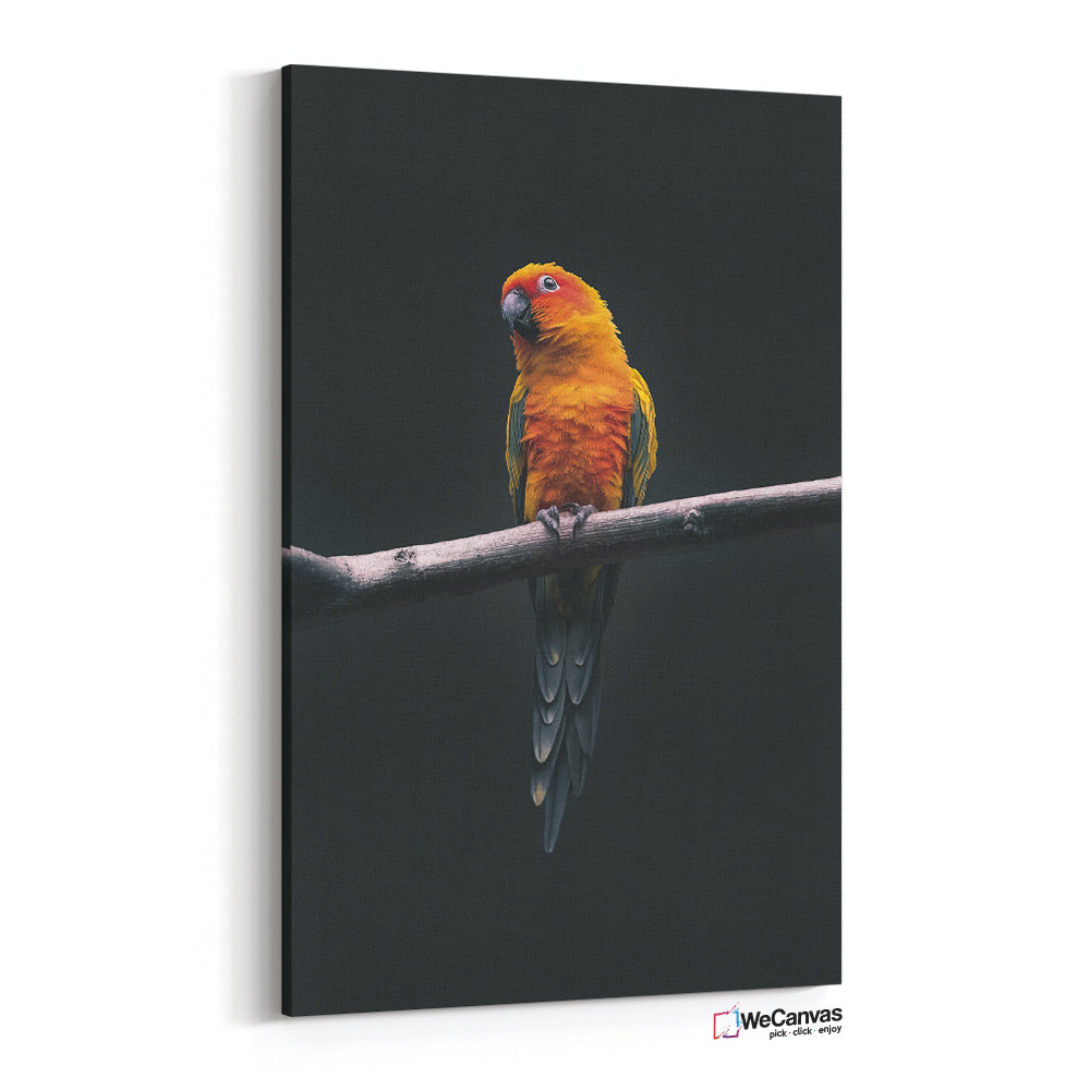 Little Parrot