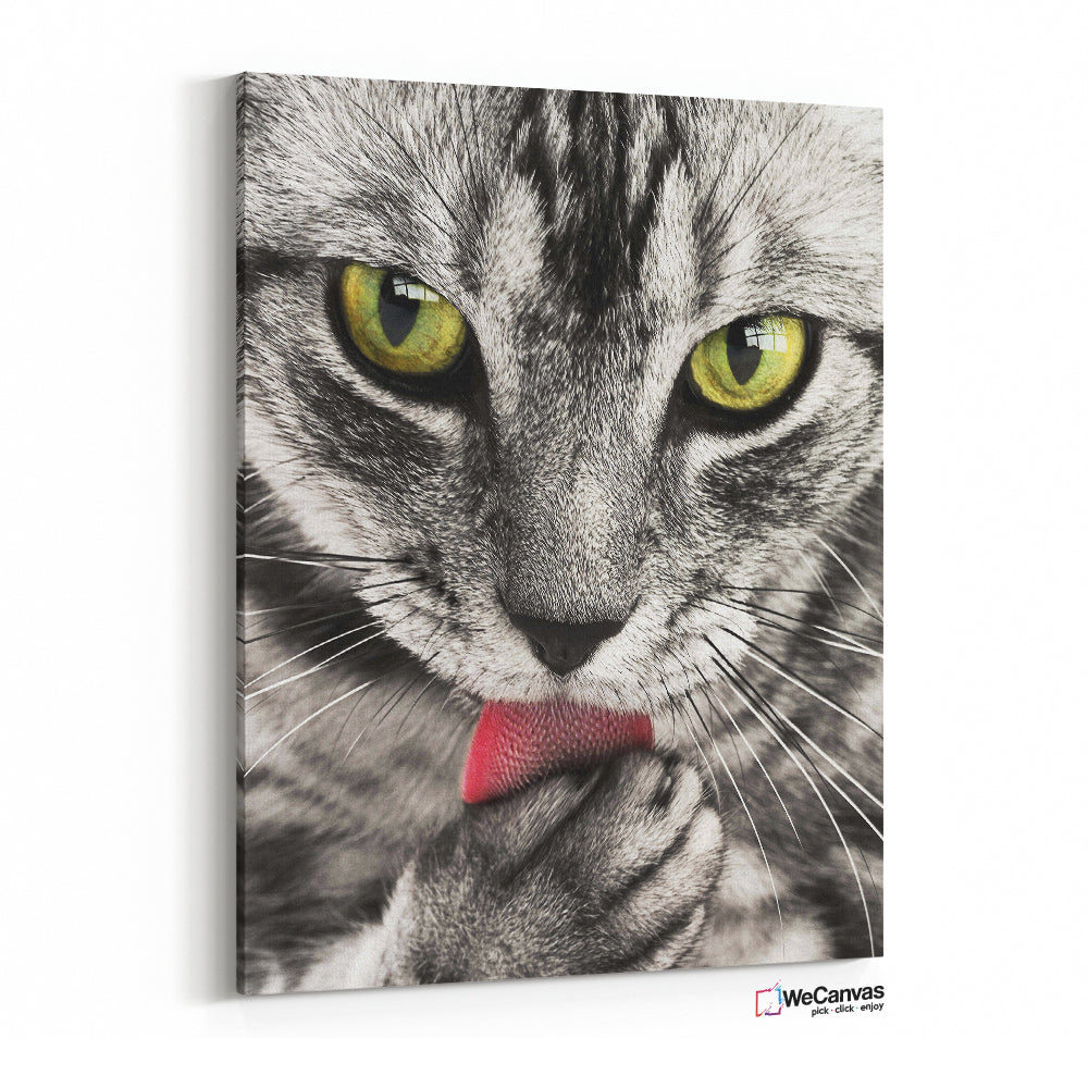 Looking Cat