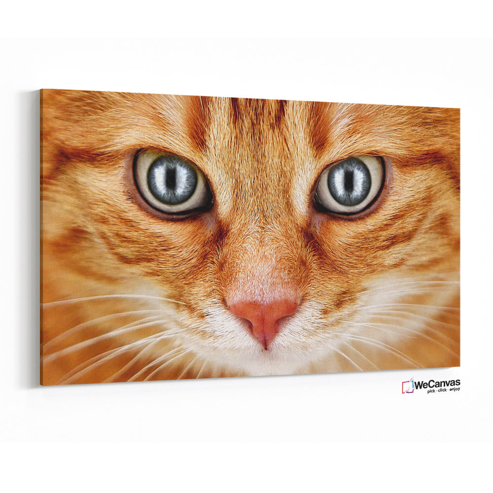 Mirada de gato