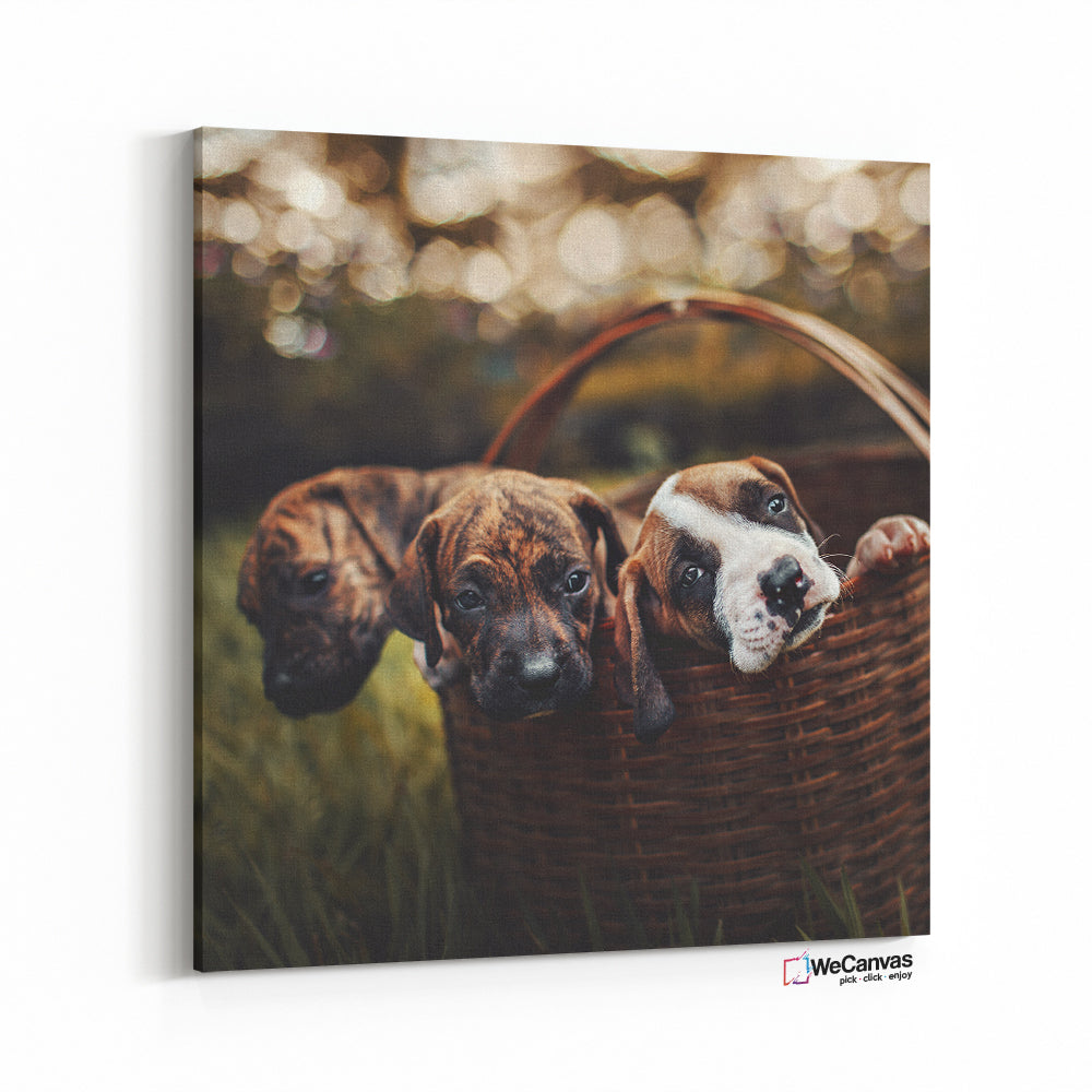 Puppies in basket