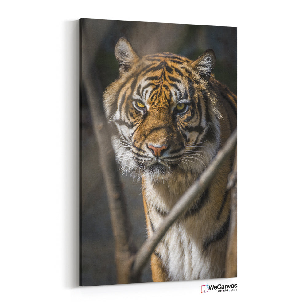 Quiet Tiger