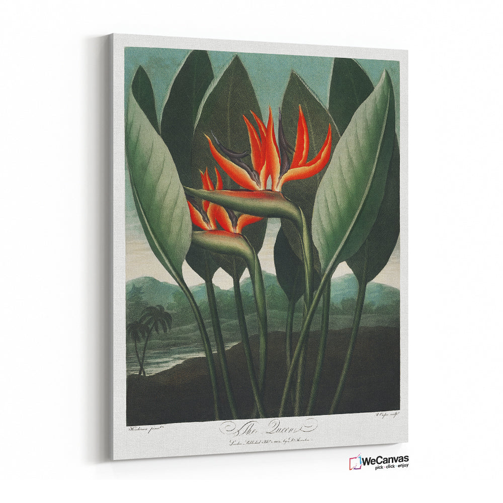 The Queen - Plant from The Temple of Flora (1807) by Robert John Thornton