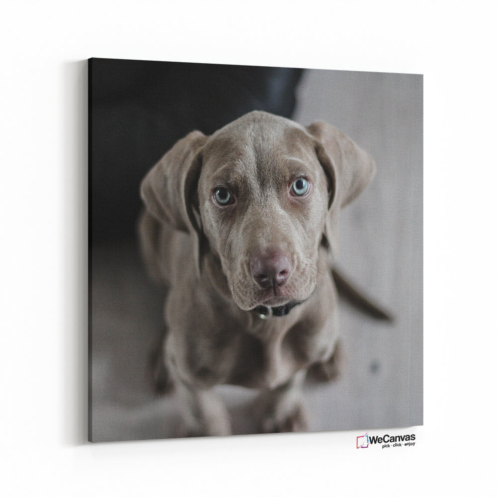 Weimaraner